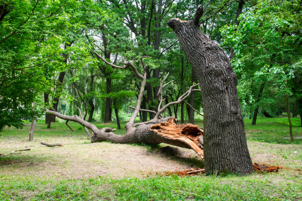 Best Root Management and Removal  in Dunnigan, CA